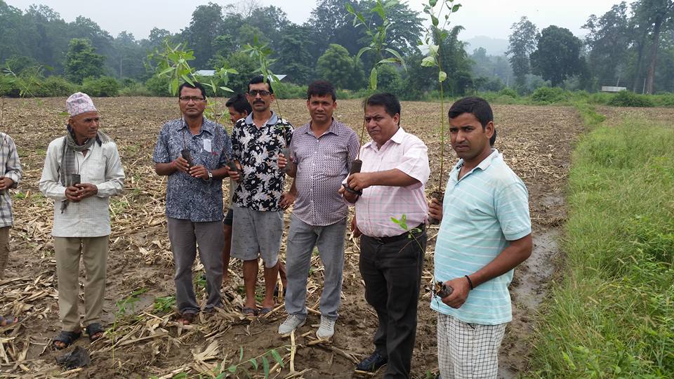 Banke observed plantation!