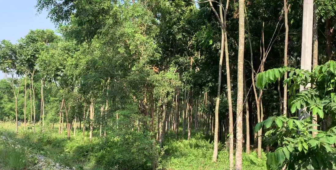 The family forest established by farmers in Damak-10 has reached a height of 25 feet within a period of six years.