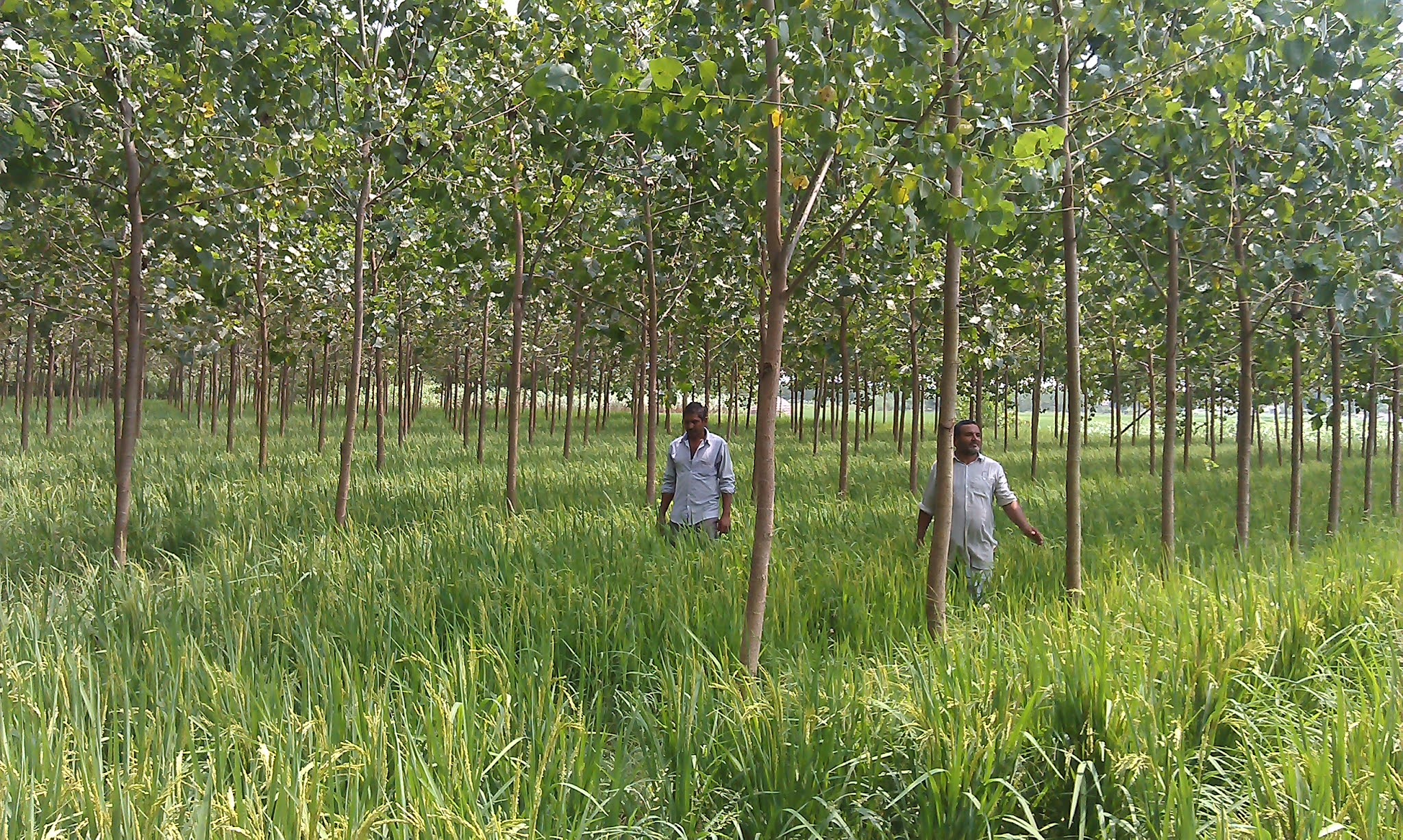 A model of Agroforestry in Nepal