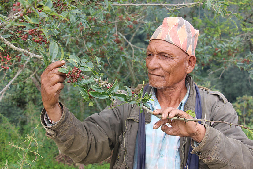 Dang has increased its medicinal herb production, with timur being the most produced.